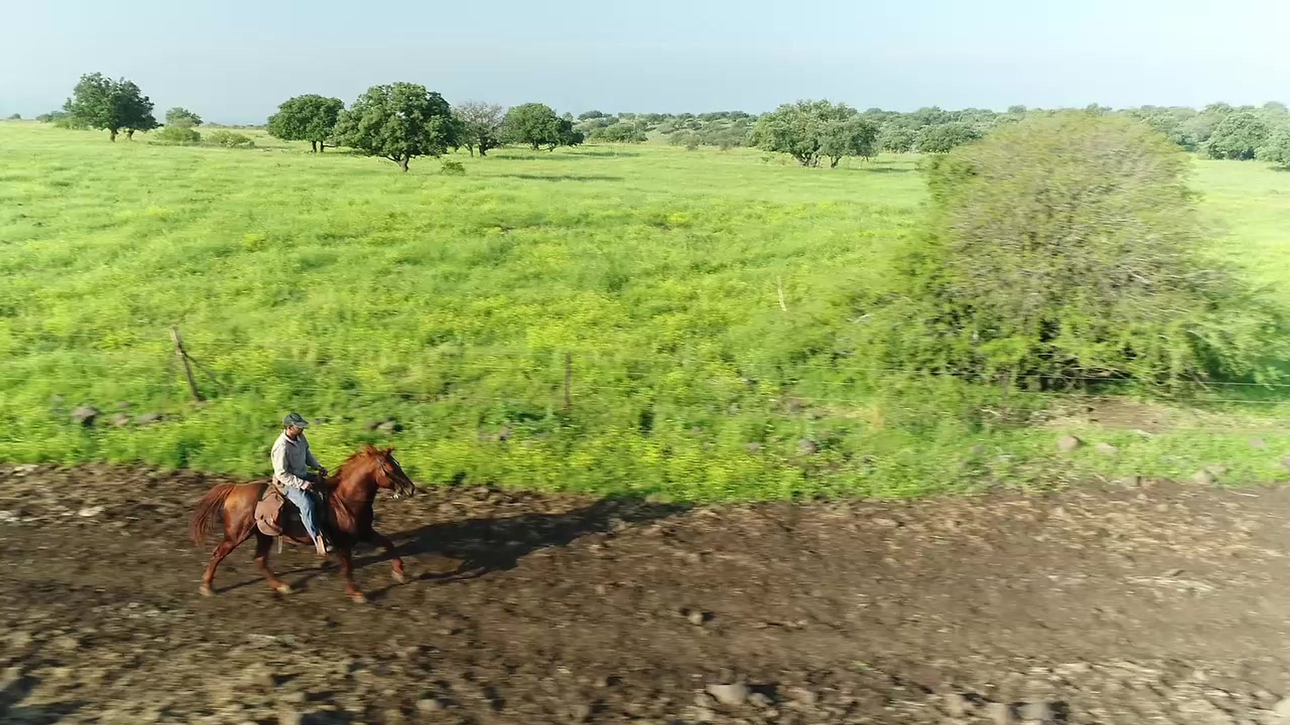Runing Horse #2